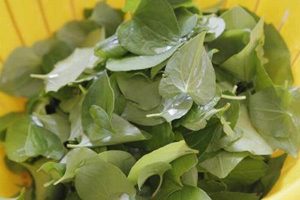 cach-tri-mun-hieu-qua-tu-rau-diep-ca-va-nha-dam1